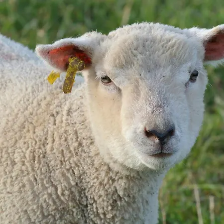 Familial Avec Jardin Et Wifi, Animaux Admis - Fr-1-622-77 Hébergement de vacances